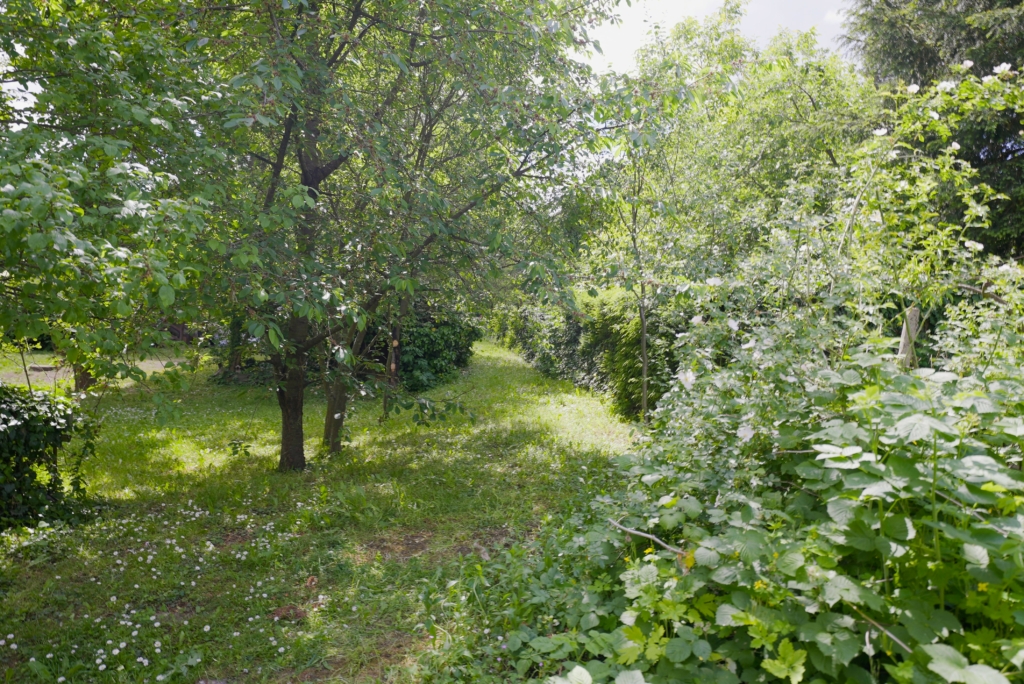 Eladó ház Gödöllő - Kert 3